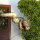 Enebro chino, Bonsai, 20 años, 22cm