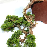 Chinese Juniper, Bonsai, 20 years, 32cm