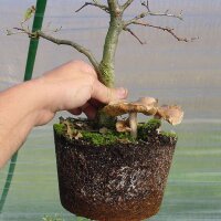 Mykorrhiza special oak 500ml