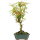 Trident maple, Bonsai, 8 years, 34cm