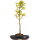 Acero tridente, Bonsai, 9 anni, 46cm