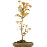 Trident maple, Bonsai, 9 years, 50cm