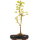 Trident maple, Bonsai, 9 years, 43cm