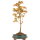 Trident maple, Bonsai, 9 years, 48cm