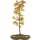 Acero tridente, Bonsai, 9 anni, 45cm