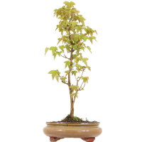 Trident maple, Bonsai, 9 years, 45cm