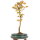 Trident maple, Bonsai, 9 years, 45cm