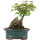 Trident maple, Bonsai, 9 years, 22cm