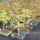 Acero tridente, Bonsai, 9 anni, 22cm