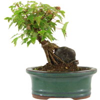 Trident maple, Bonsai, 9 years, 21cm