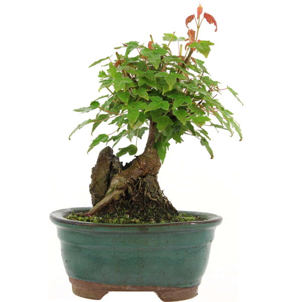 Trident maple, Bonsai, 9 years, 25cm
