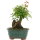 Acero tridente, Bonsai, 9 anni, 25cm