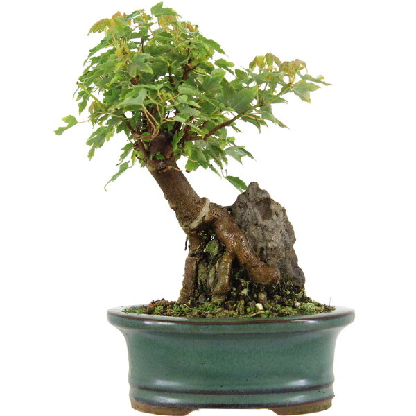Acero tridente, Bonsai, 9 anni, 24cm