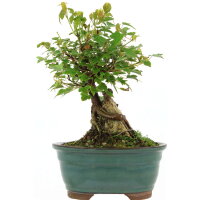 Trident maple, Bonsai, 9 years, 27cm