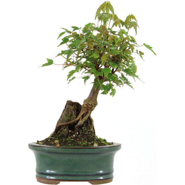 Acero tridente, Bonsai, 9 anni, 25cm