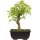 Acero tridente, Bonsai, 9 anni, 29cm