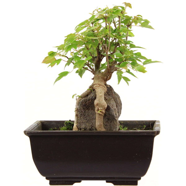 Acero tridente, Bonsai, 9 anni, 20cm