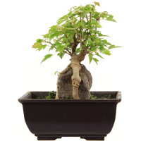 Trident maple, Bonsai, 9 years, 20cm