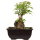 Acero tridente, Bonsai, 9 anni, 22cm