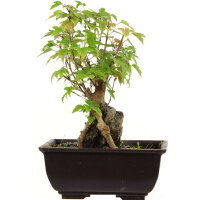 Trident maple, Bonsai, 9 years, 24cm