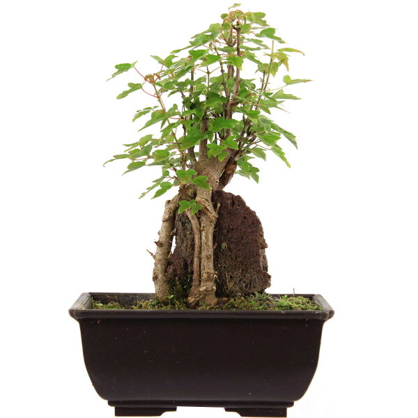 Trident maple, Bonsai, 9 years, 24cm