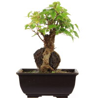 Acero tridente, Bonsai, 9 anni, 24cm