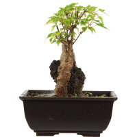 Trident maple, Bonsai, 9 years, 21cm