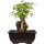 Acero tridente, Bonsai, 9 anni, 23cm