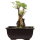 Acero tridente, Bonsai, 9 anni, 21cm