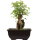 Trident maple, Bonsai, 9 years, 25cm