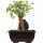 Acero tridente, Bonsai, 9 anni, 23cm