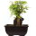 Trident maple, Bonsai, 9 years, 22cm