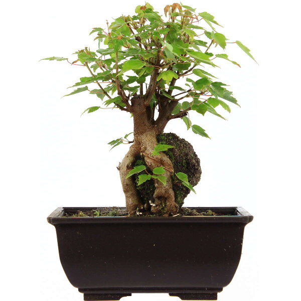 Trident maple, Bonsai, 9 years, 23cm