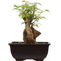 Trident maple, Bonsai, 9 years, 23cm