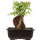 Acero tridente, Bonsai, 11 anni, 24cm