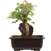 Trident maple, Bonsai, 11 years, 25cm