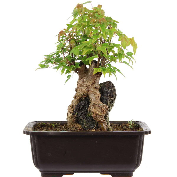 Trident maple, Bonsai, 11 years, 26cm