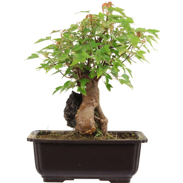 Trident maple, Bonsai, 11 years, 28cm