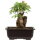 Acero tridente, Bonsai, 11 anni, 24cm