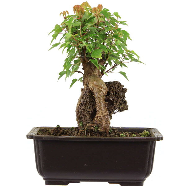 Trident maple, Bonsai, 11 years, 25cm