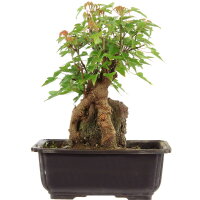 Acero tridente, Bonsai, 11 anni, 26cm