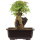 Acero tridente, Bonsai, 11 anni, 25cm