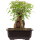 Trident maple, Bonsai, 11 years, 26cm
