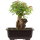 Acero tridente, Bonsai, 11 anni, 25cm