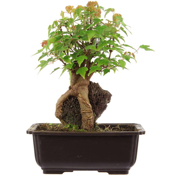 Trident maple, Bonsai, 11 years, 27cm