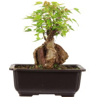Trident maple, Bonsai, 11 years, 23cm