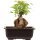 Acero tridente, Bonsai, 11 anni, 23cm