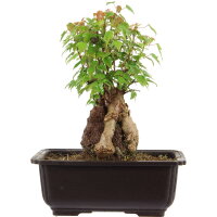 Trident maple, Bonsai, 11 years, 24cm