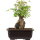 Acero tridente, Bonsai, 11 anni, 26cm