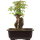 Acero tridente, Bonsai, 11 anni, 27cm